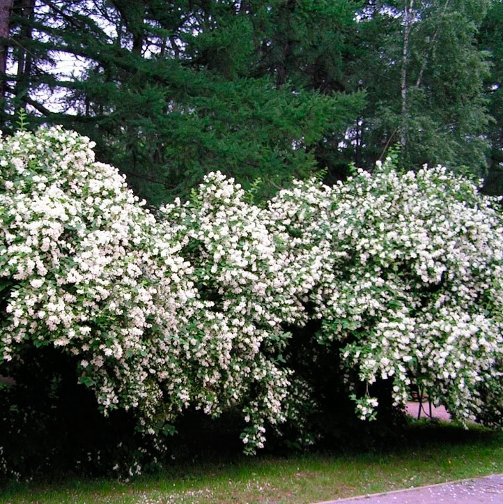 Кудрявый жасмин кустарник фото