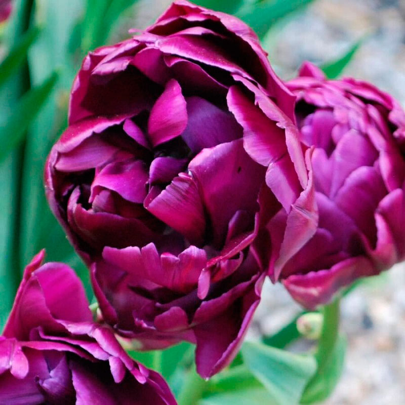 Пурпл пиони тюльпан фото Тюльпан Парпл Пион (Purple Peony) 5 шт купить с доставкой по выгодной цене