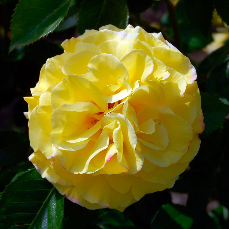 Роза лихтенштейн лючия фото и описание