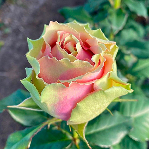 Питахайя (Pitahaya) купить с доставкой по выгодной цене