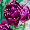 Тюльпан Парпл Пион (Purple Peony) 5 шт