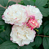 Луиза Багнет (Rosa Louise Bugnet)